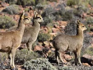 Karoo National Park