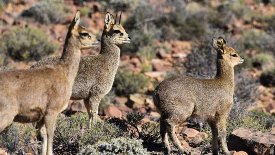 Karoo National Park