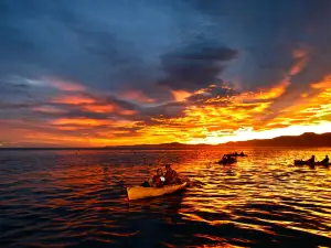 Seal Kayak Kaikoura