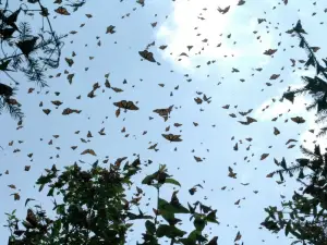 Santuario Piedra Herrada, Monarch Butterflies Sanctuary, Temascaltepec