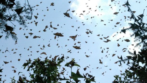 Santuario Piedra Herrada, Monarch Butterflies Sanctuary, Temascaltepec