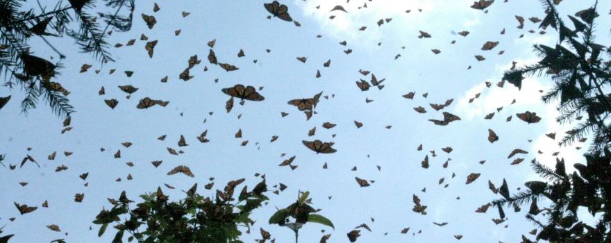 Santuario Piedra Herrada, Monarch Butterflies Sanctuary, Temascaltepec