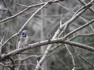 Lynde Shores Conservation Area