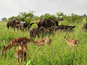 Phabeni Gate - Kruger National Park