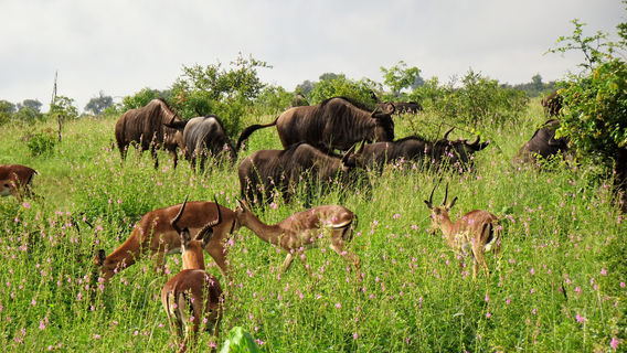 Phabeni Gate - Kruger National Park