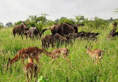 Phabeni Gate - Kruger National Park