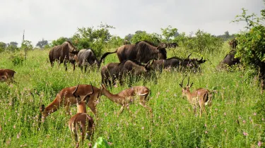 Phabeni Gate - Kruger National Park