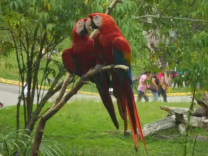 Zoologico de Caricuao