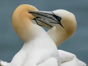 RSPB Bempton Cliffs