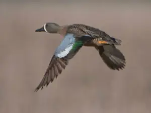 Arrowwood National Wildlife Refuge