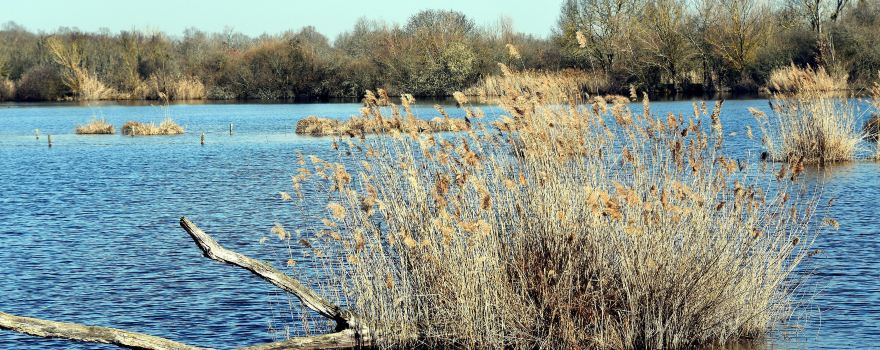 Etangs de la Brenne