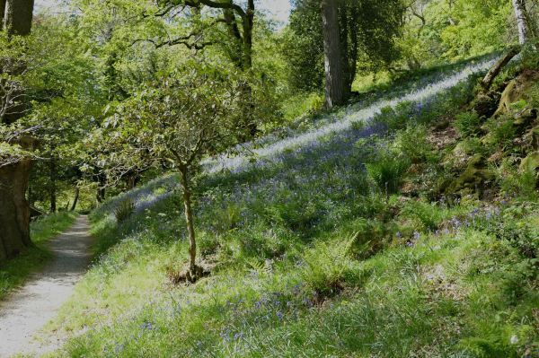 Dora's Field