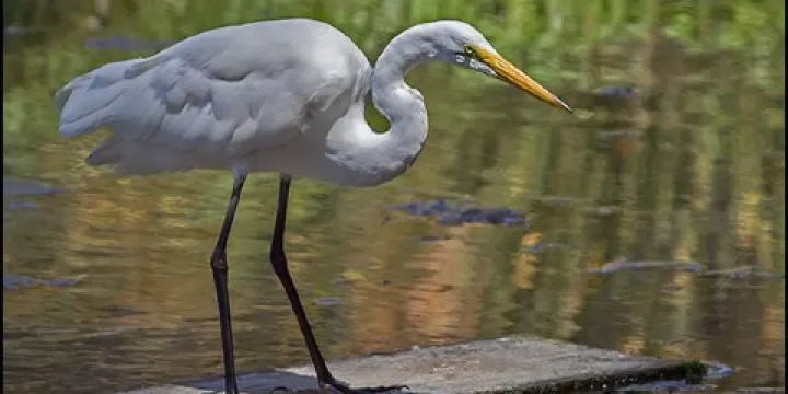 Sweet Springs Nature Preserve
