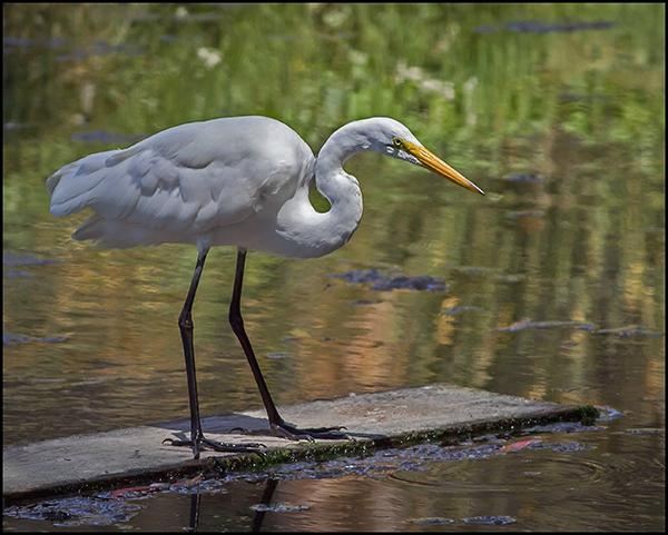 Morro Coast Audubon Society Sweet Springs Nature Preserve