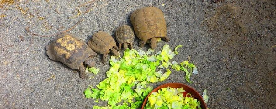 Toni's Zoo