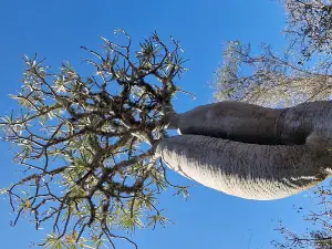 Reserve Reniala