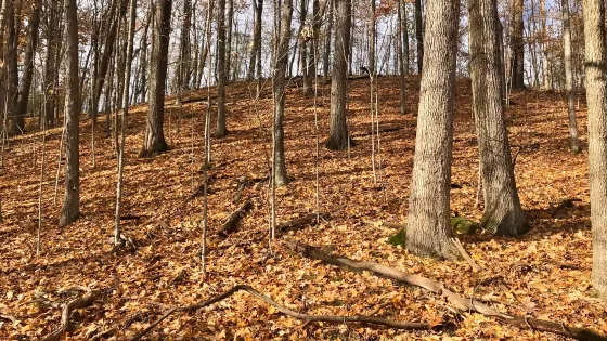 Lac Lawrann Conservancy