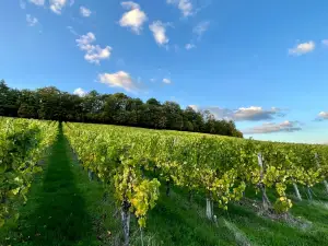 Domaine Henri Ruppert