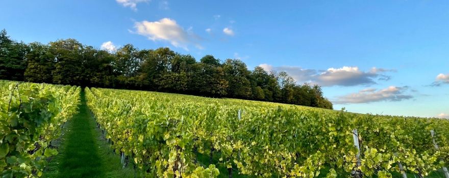 Domaine Henri Ruppert