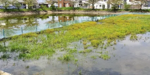 Okudasuteshino Pond
