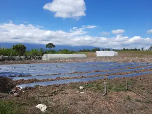 Mesa Grande