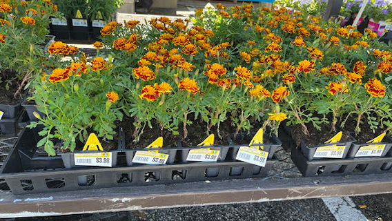 Lowe's Garden Center
