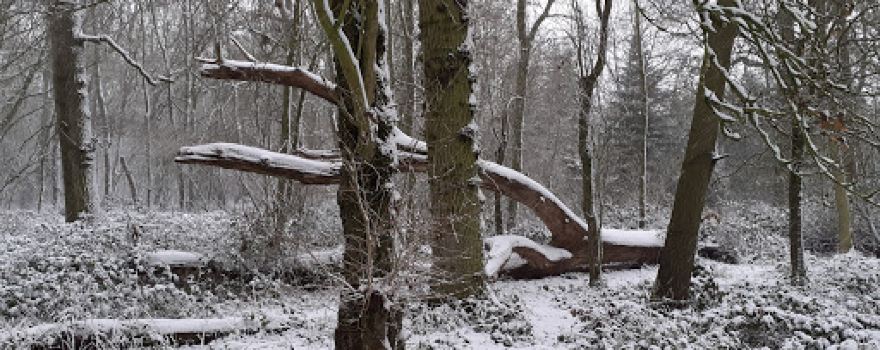 Thornham Park
