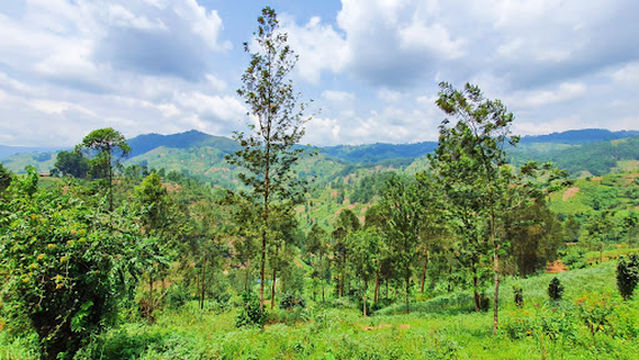 Ludovic K. Kwali Area