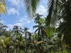 PLAYA PALOMINO BEACH