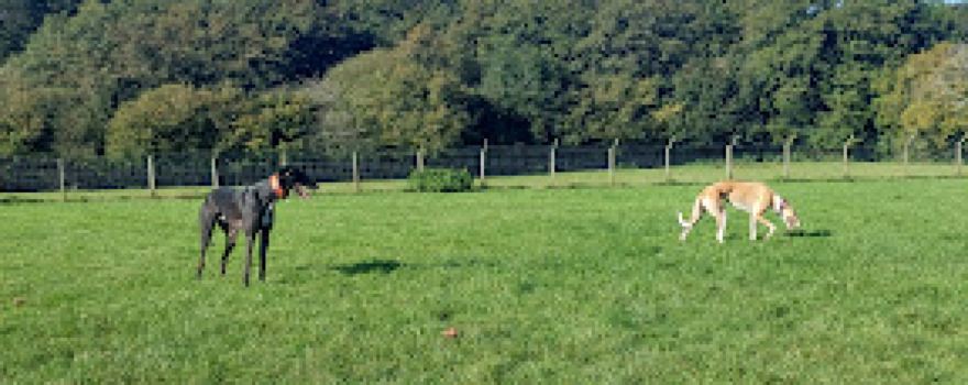 Dog Field Hire