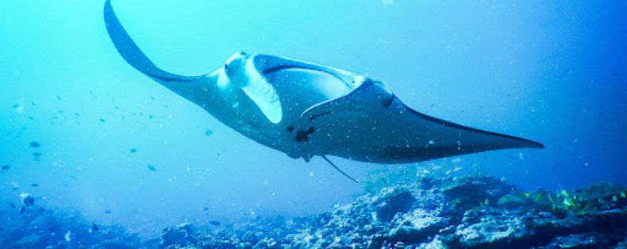 IDive Thudufushi