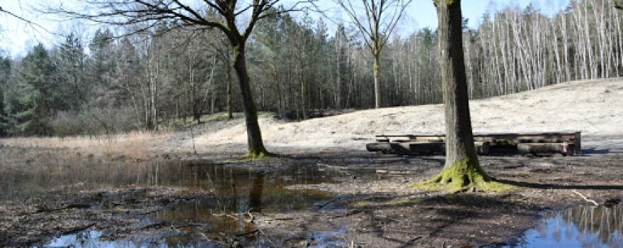 Joekelbos in Duinengordel, Nationaal Park Hoge Kempen