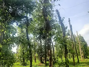 Vườn Tiêu Dài Chư Sê 22