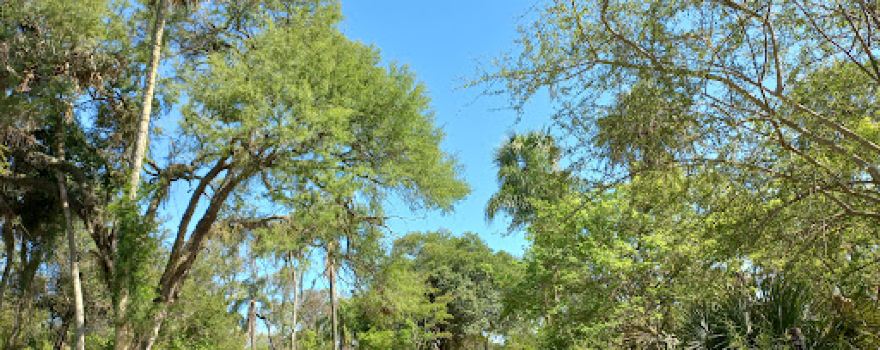 Cerrito chaco