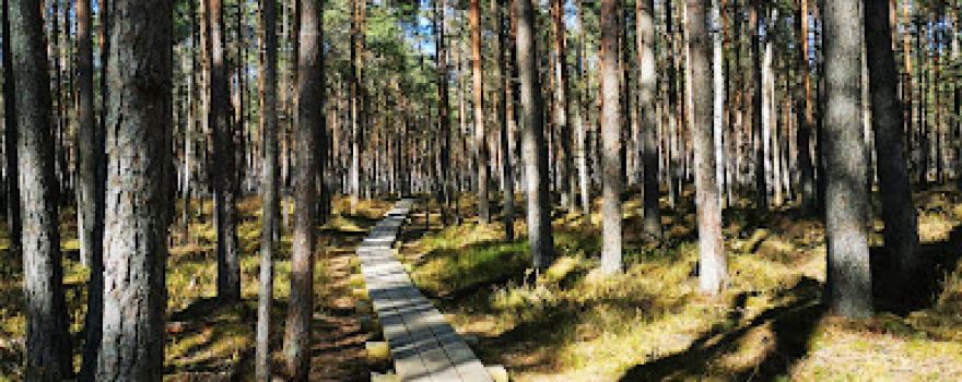 Mustjärve Matkaraja Algus