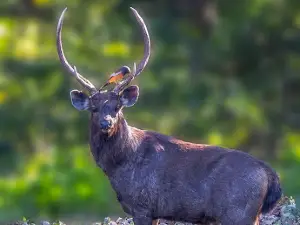 Rajaji Tiger Reserve