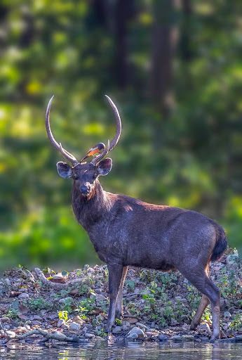 Rajaji Tiger Reserve