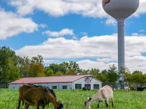 Goat Milk Stuff Online - See GMSFarm.com to visit the farm