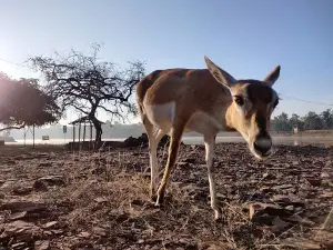 Nauradehi Wildlife Sanctuary