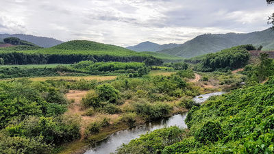 Monkey Bridge - Cuong Rung Farm
