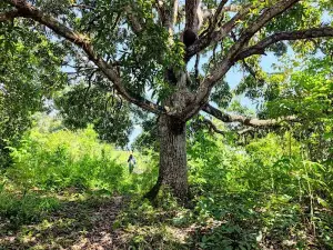 Fazenda Pacatuba Private Natural Heritage Reserve