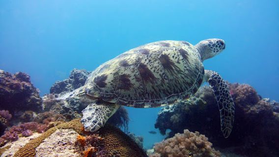 Fun Divers Zanzibar