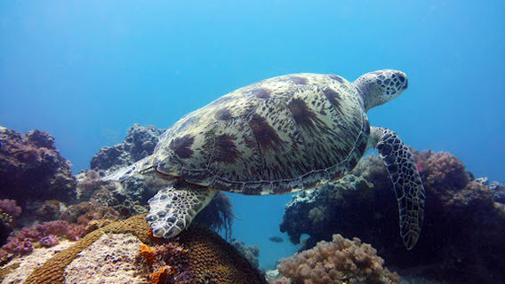 Fun Divers Zanzibar
