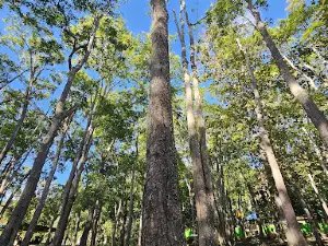 Wisata Hutan Oeluan