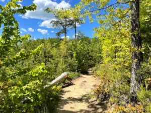 Auxier Ridge Trailhead