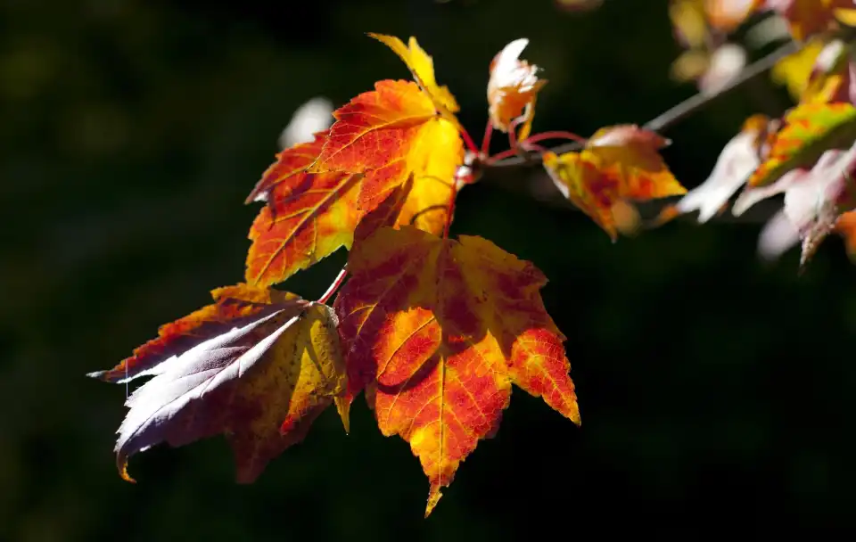 4_Sir Harold Hillier Gardens