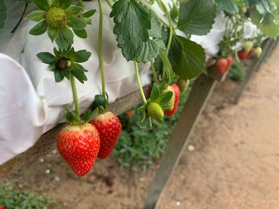Raaju's Hill Strawberry Farm