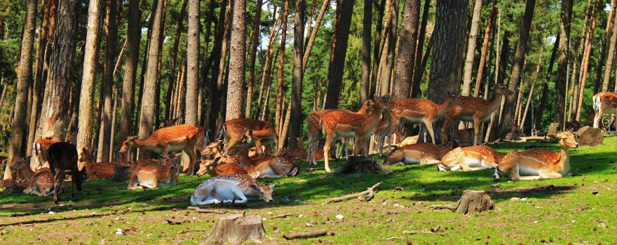 Naturwildpark Granat