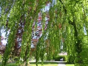 Hofgarten