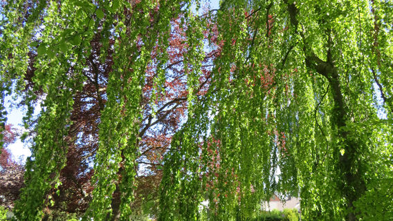 Hofgarten